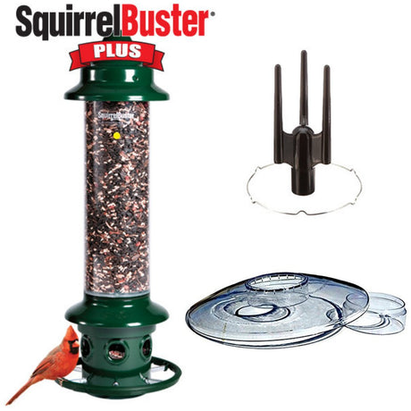 Brome Squirrel Buster Plus Bird Feeder Kit with Weather Guard, Pole Adapter, and attractive bird perching on feeder