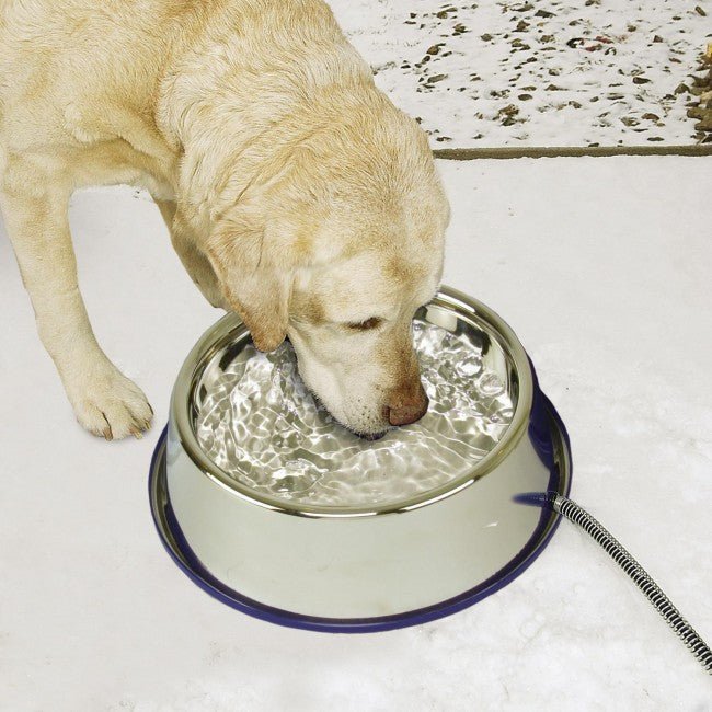 Dog drinking from K&H Pet Products stainless steel heated pet bowl, preventing water from freezing during winter.