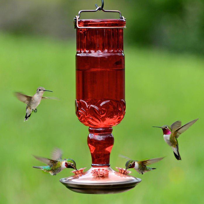 Perky-Pet red antique glass bottle hummingbird feeder with four birds feeding, featuring 24 oz capacity and decorative metal feeding ports