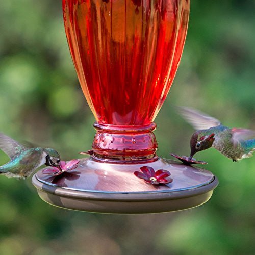 Hummingbirds feeding at the Perky-Pet 8133 Red Daisy Vase Vintage-Style Glass Hummingbird Feeder with 4 flower-shaped feeding ports.