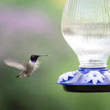 Hummingbird feeding from Perky-Pet Grand Oasis Top-Fill Glass Hummingbird Feeder with wide-mouth opening and blue base