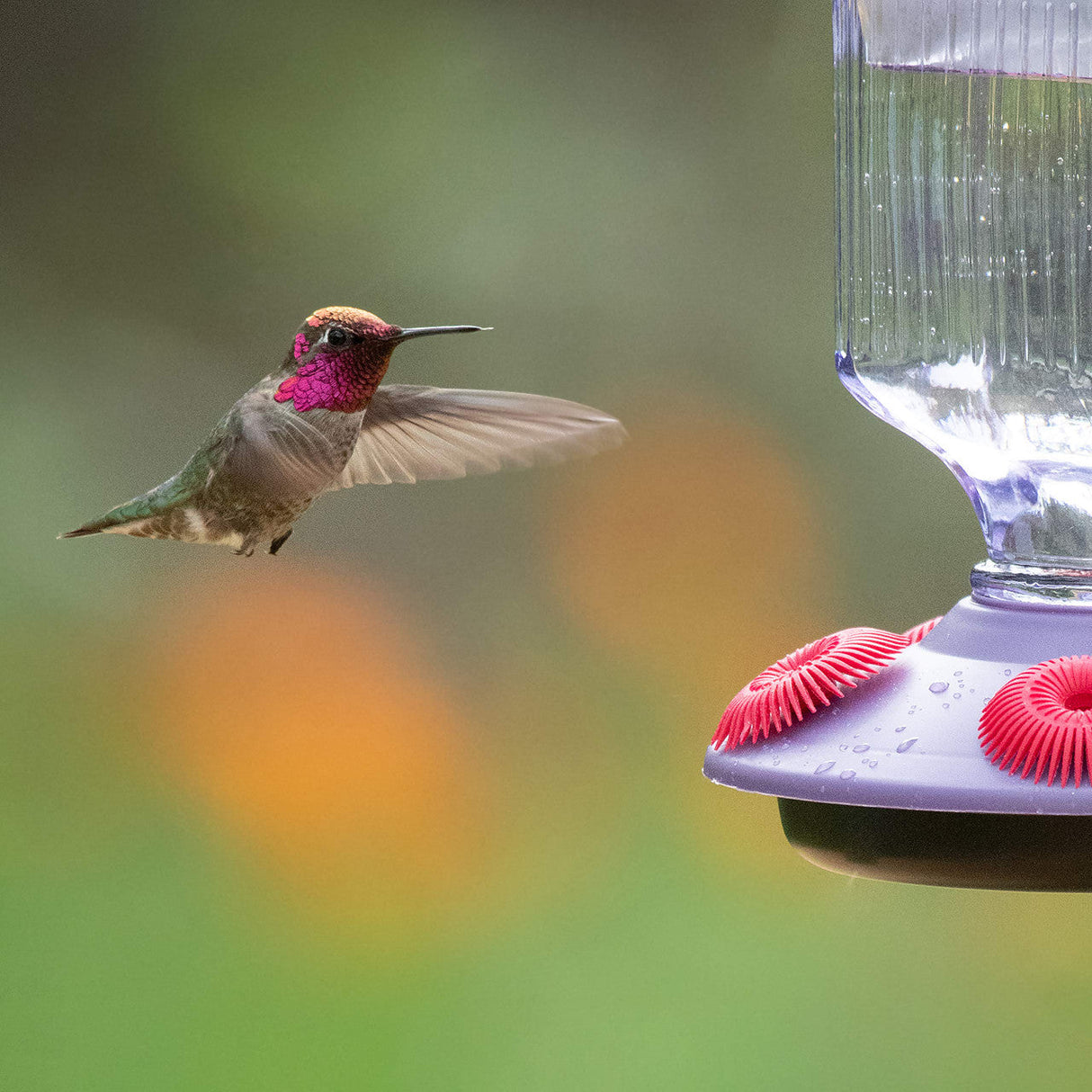 Hummingbird feeding at Perky-Pet Lavender Field Top-Fill Glass Hummingbird Feeder in garden setting.