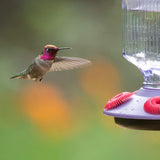 Hummingbird feeding at Perky-Pet Lavender Field Top-Fill Glass Hummingbird Feeder in garden setting.