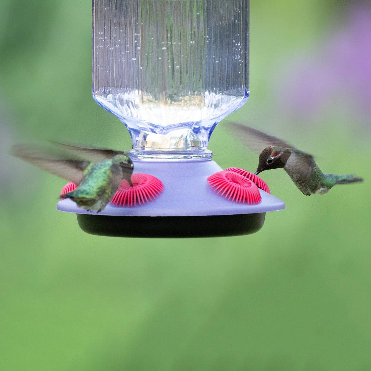 Two hummingbirds feeding from a Perky-Pet Lavender Field Top-Fill Glass Hummingbird Feeder.